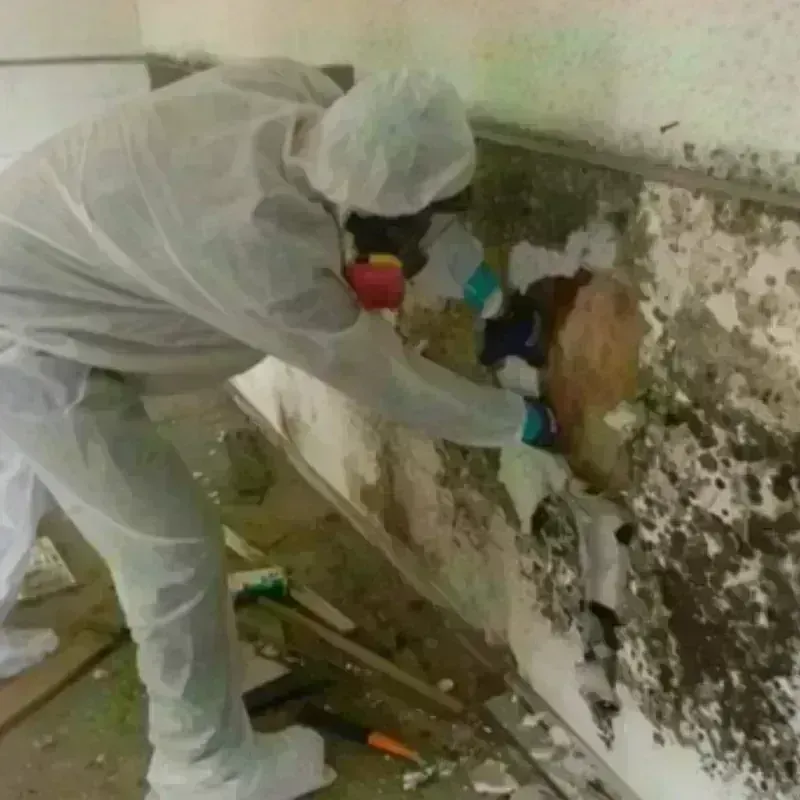 Mold Remediation and Removal in Miami, FL